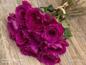 ROSE MAMY BLUE 50